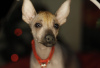 Zdjęcie №2 do zapowiedźy № 9160 na sprzedaż  nagi pies meksykański - wkupić się Federacja Rosyjska hodowca