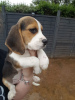 Zdjęcie №3. Słodkie i kochające szczenięta rasy beagle. Niemcy