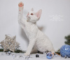 Zdjęcie №1. devon rex - na sprzedaż w Nowy Jork | 7130zł | Zapowiedź № 44544