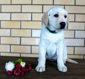 Dodatkowe zdjęcia: Labrador (Eng bloodline)