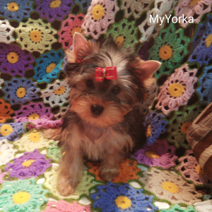 Zdjęcie №3. Klubowe szczenięta rasy Yorkshire Terrier. Federacja Rosyjska