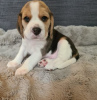 Zdjęcie №1. beagle (rasa psa) - na sprzedaż w Himanko | negocjowane | Zapowiedź №54776