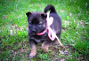 Zdjęcie №2 do zapowiedźy № 98627 na sprzedaż  pies nierasowy - wkupić się Białoruś prywatne ogłoszenie