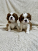 Zdjęcie №4. Sprzedam cavalier king charles spaniel w Inđija. hodowca - cena - negocjowane