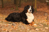 Dodatkowe zdjęcia: szczeniaki berneńskiego psa pasterskiego