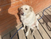 Zdjęcie №2 do zapowiedźy № 68852 na sprzedaż  pies nierasowy - wkupić się Federacja Rosyjska prywatne ogłoszenie