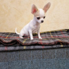 Zdjęcie №3. Sprzedam Szczeniaki Mini Chihuahua. USA