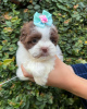 Zdjęcie №1. shih tzu - na sprzedaż w Richmond | 1465zł | Zapowiedź №42826