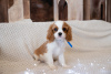 Dodatkowe zdjęcia: Szczenięta Cavalier King Charles Spaniel