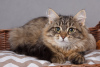 Zdjęcie №1. kot syberyjski - na sprzedaż w Petersburg | negocjowane | Zapowiedź № 6598