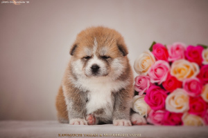 Zdjęcie №2 do zapowiedźy № 6177 na sprzedaż  akita (rasa psa) - wkupić się Federacja Rosyjska od żłobka