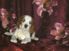 Dodatkowe zdjęcia: Szczeniak rasy beagle o rzadkim dwukolorowym umaszczeniu