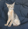 Zdjęcie №2 do zapowiedźy № 50886 na sprzedaż  kot abisyński - wkupić się Białoruś od żłobka