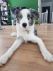 Dodatkowe zdjęcia: Border Collie / Blue merle / Typ Show / samiec / FCI / ZKwP