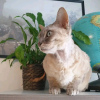 Zdjęcie №4. Sprzedam devon rex w Helsinki. prywatne ogłoszenie, hodowca - cena - 1465zł