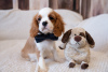 Dodatkowe zdjęcia: Szczenięta Cavalier King Charles Spaniel