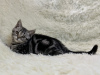 Dodatkowe zdjęcia: Kot szkocki, prosty, marmurkowy