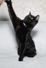 Dodatkowe zdjęcia: Dwa czarne jak węgiel koty Bagheera i Rusya szukają domu