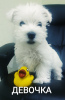 Zdjęcie №1. west highland white terrier - na sprzedaż w Grodno | 1528zł | Zapowiedź №11895