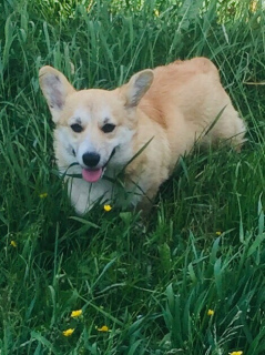 Zdjęcie №1. welsh corgi - na sprzedaż w Petersburg | Negocjowane | Zapowiedź №2738