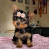 Zdjęcie №1. yorkshire terrier - na sprzedaż w Stockholm | 1591zł | Zapowiedź №125801