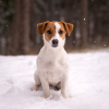 Zdjęcie №3. Szczeniak rasowy Jack Russell Terrier. Białoruś