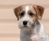 Dodatkowe zdjęcia: szczeniak Jack Russell Terrier