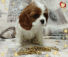 Zdjęcie №3. OBIECUJĄCA DZIEWCZYNA Cavalier King Charles Spaniel. Białoruś