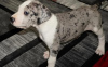 Zdjęcie №1. dog niemiecki - na sprzedaż w Texas City | 396zł | Zapowiedź №100463