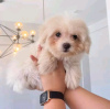 Zdjęcie №3. Szczenięta Maltipoo szukają nowego domu Biznesowy WhatsApp 37062044902. Szwajcaria