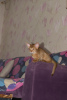 Zdjęcie №2 do zapowiedźy № 7634 na sprzedaż  kot abisyński - wkupić się Federacja Rosyjska od żłobka