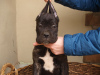 Zdjęcie №4. Sprzedam pies nierasowy w Zrenjanin. prywatne ogłoszenie - cena - 419zł