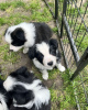 Zdjęcie №1. border collie - na sprzedaż w Berno | negocjowane | Zapowiedź №120108