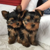 Zdjęcie №1. yorkshire terrier - na sprzedaż w Афины | negocjowane | Zapowiedź №109863