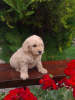 Zdjęcie №2 do zapowiedźy № 74953 na sprzedaż  labradoodle - wkupić się Serbia hodowca