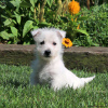 Zdjęcie №1. west highland white terrier - na sprzedaż w Berlin | negocjowane | Zapowiedź №44770