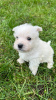 Dodatkowe zdjęcia: Szczenięta West Highland White Terrier