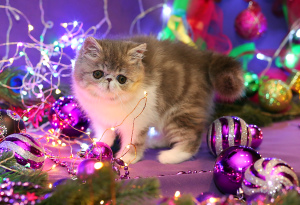 Zdjęcie №2 do zapowiedźy № 3961 na sprzedaż  kot egzotyczny - wkupić się Federacja Rosyjska od żłobka