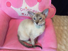 Zdjęcie №1. kot peterbald - na sprzedaż w Almaty | 3109zł | Zapowiedź № 30211