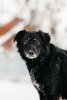 Zdjęcie №2 do zapowiedźy № 23652 na sprzedaż  pies nierasowy - wkupić się Federacja Rosyjska prywatne ogłoszenie