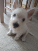Zdjęcie №2 do zapowiedźy № 67944 na sprzedaż  west highland white terrier - wkupić się Bułgaria 