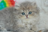 Zdjęcie №2 do zapowiedźy № 51380 na sprzedaż  kot brytyjski długowłosy - wkupić się Ukraina od żłobka
