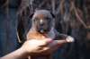 Dodatkowe zdjęcia: Szczenięta rasy American Staffordshire Terrier