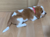 Zdjęcie №4. Sprzedam beagle (rasa psa) w Belarus. prywatne ogłoszenie - cena - 3876zł
