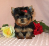 Zdjęcie №1. yorkshire terrier biewer - na sprzedaż w San Jose | Bezpłatny | Zapowiedź №124098