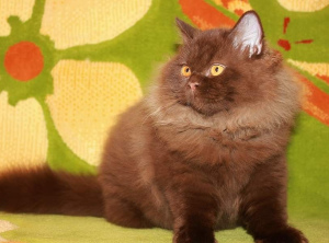 Zdjęcie №4. Sprzedam kot brytyjski długowłosy w Минск. prywatne ogłoszenie - cena - Negocjowane