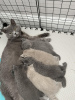 Zdjęcie №2 do zapowiedźy № 89443 na sprzedaż  kot brytyjski krótkowłosy - wkupić się Niemcy od żłobka, ze schronu, hodowca