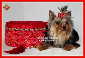 Zdjęcie №4. Sprzedam yorkshire terrier w Kijów. od żłobka - cena - 11360zł