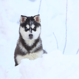 Zdjęcie №2 do zapowiedźy № 6229 na sprzedaż  husky syberyjski - wkupić się Federacja Rosyjska od żłobka