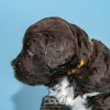 Zdjęcie №4. Sprzedam portugalski pies dowodny w Evora. hodowca - cena - negocjowane